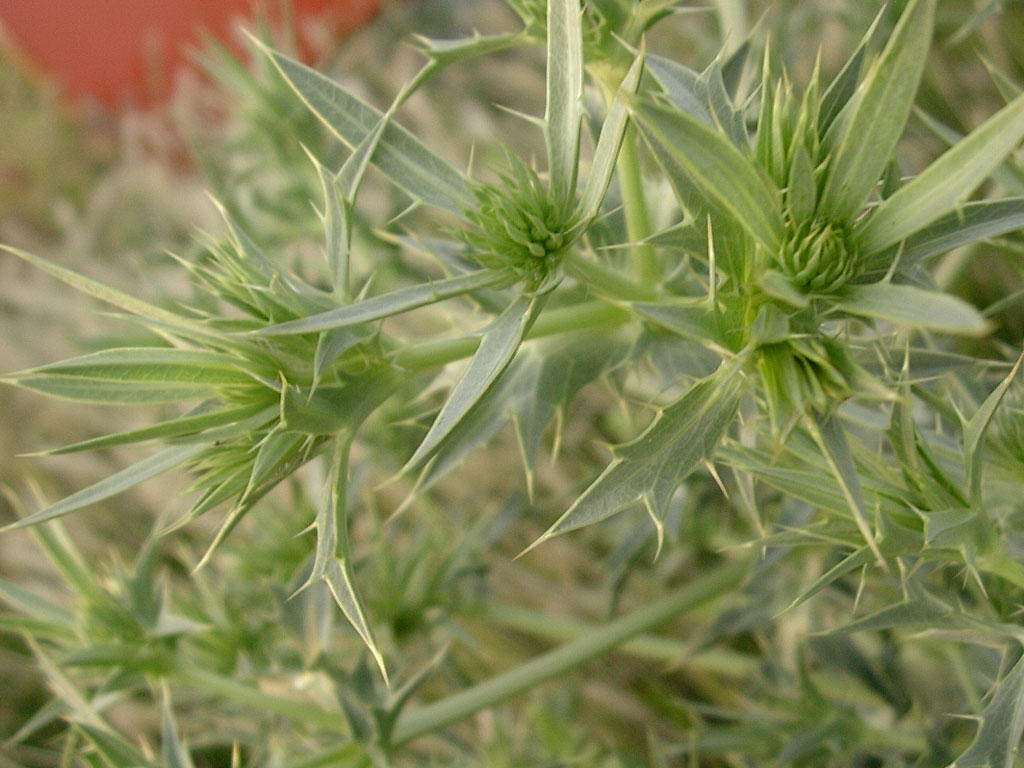 distel by Februar on DeviantArt