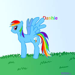 dashie