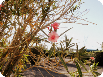 Desert Flower