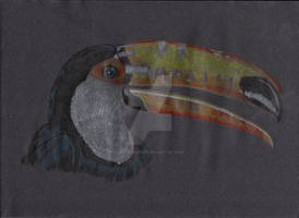 Toucan