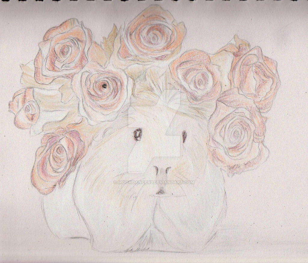 Guinea Pig with Rose Wreath