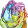 A Colorful Rose