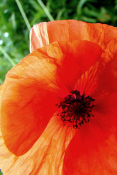 Coquelicot