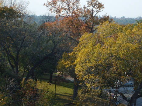 Trees on a Hill