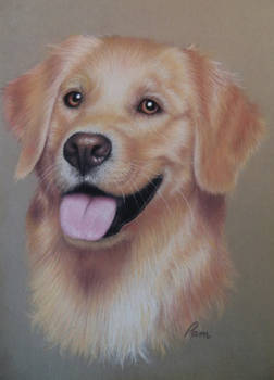 Golden Retriever