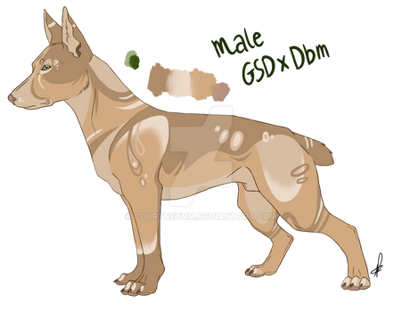 GSDx Doberman