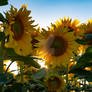 Sunflowers this summer