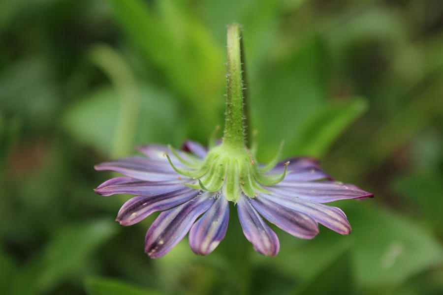 Underside daisy