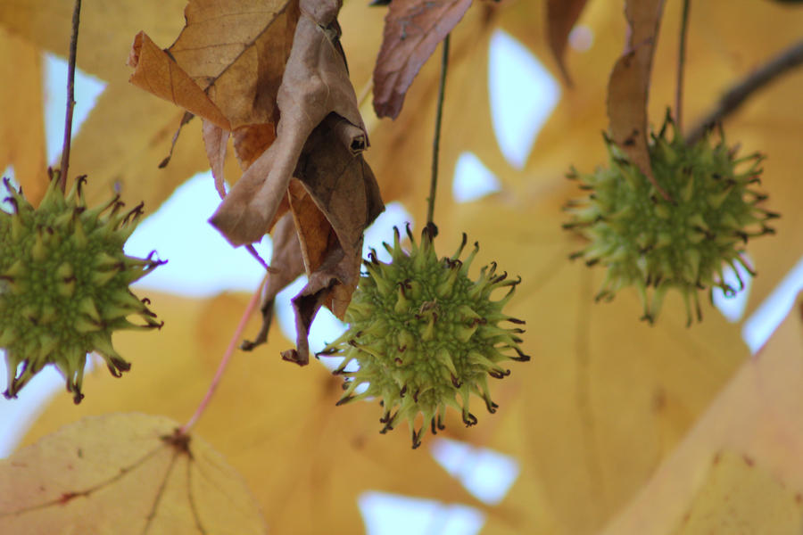 Seeds