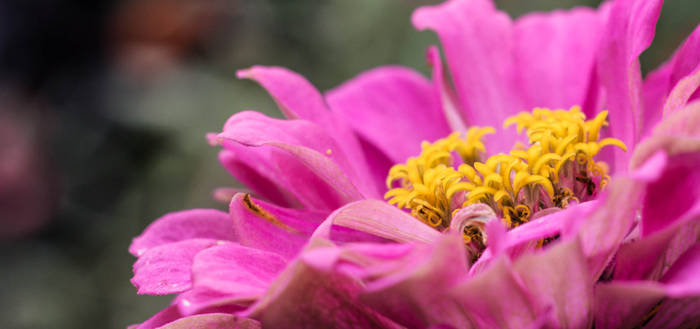 Stamens