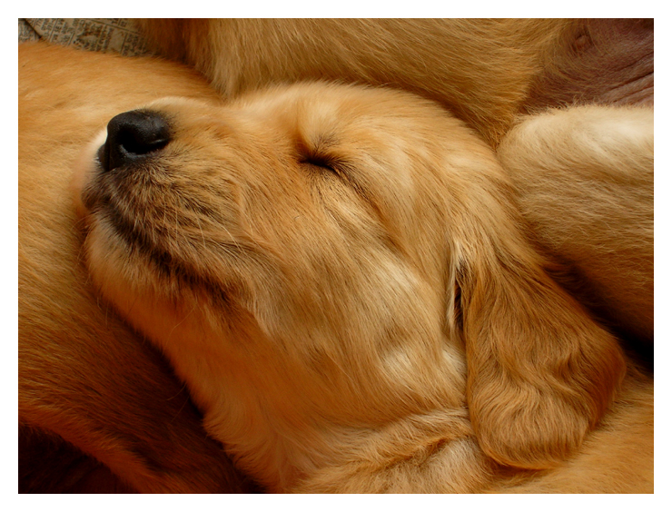 Puppies 1