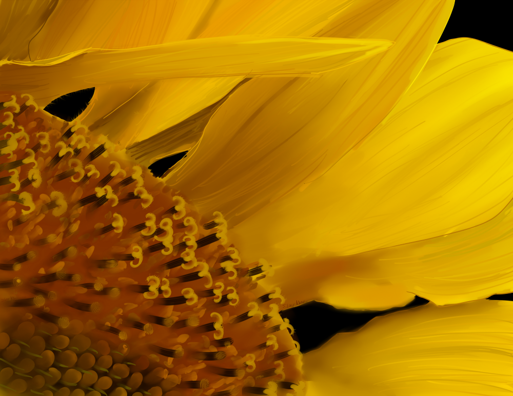 Yellow Sunflower