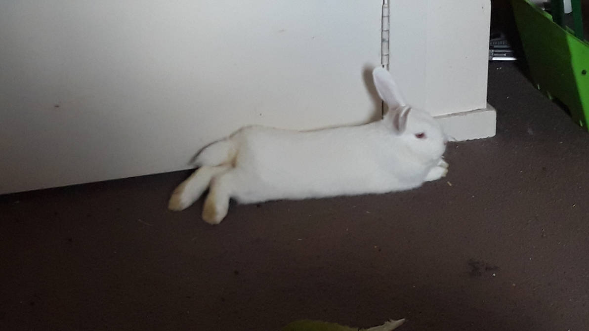 Snowy the Rabbit by sirkobestar on DeviantArt
