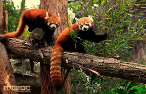 Red Pandas