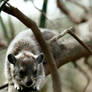 Southern Tree Hyrax
