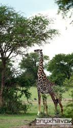 Serengeti Skyscraper