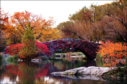 fall in Central Park.