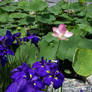 Lotus Pond 05