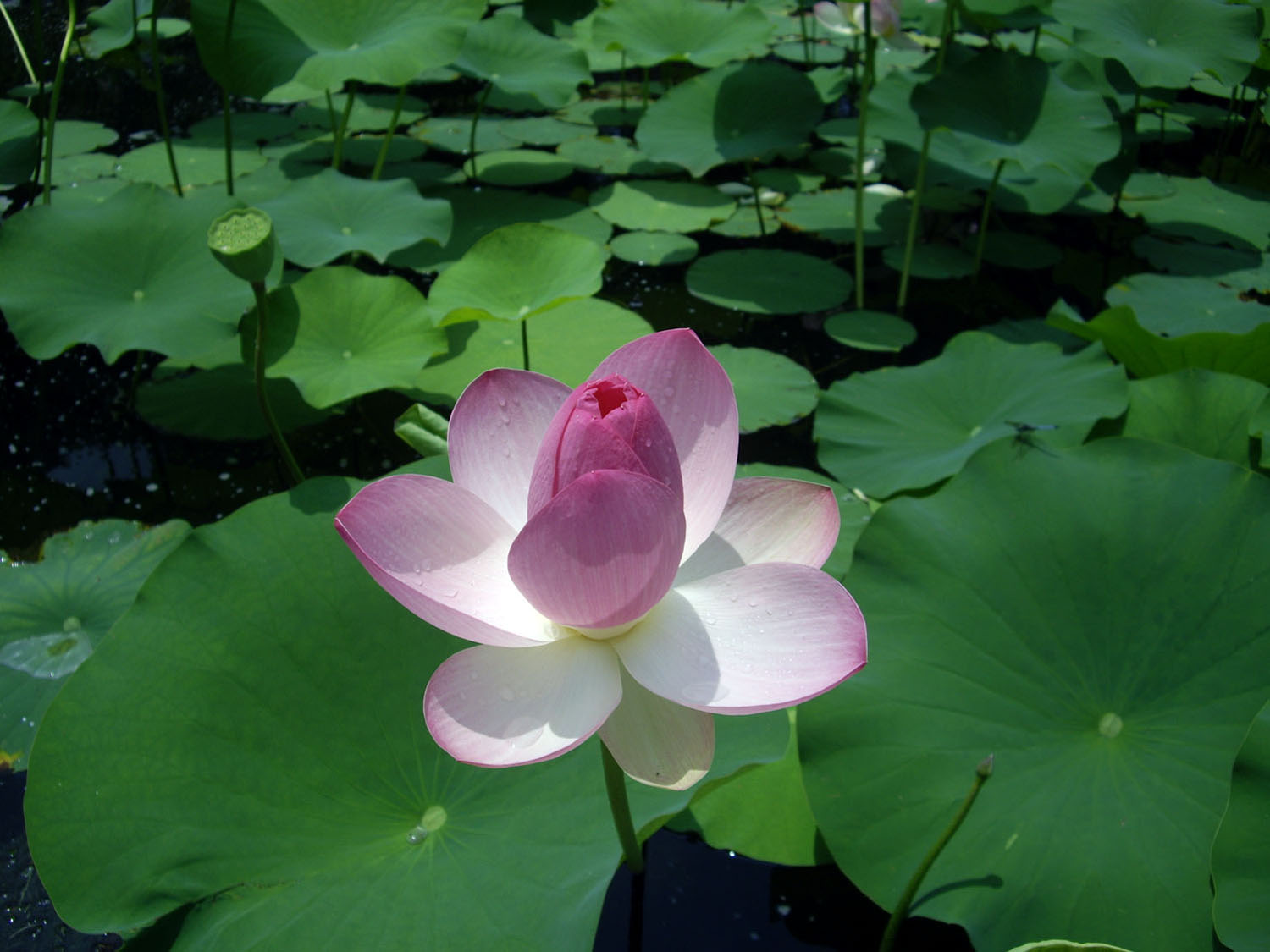 Lotus Pond 07