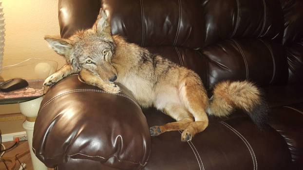 Coyote Soft Mount Taxidermy For Sale