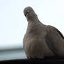 Mourning Dove