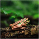 Green and Golden Bell Frog by GreenEyedHarpy