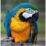 Macaw