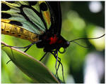 Cairns Birdwing by GreenEyedHarpy