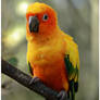 Sun Conure