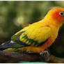 Sun Conure II