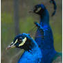 Peacock