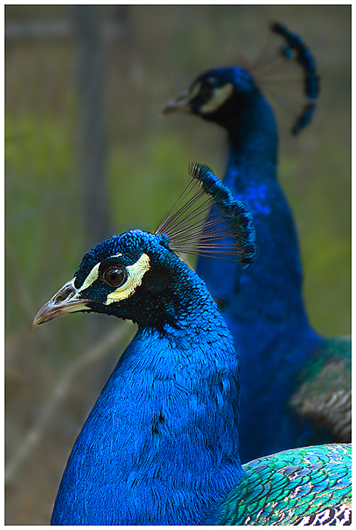 Peacock