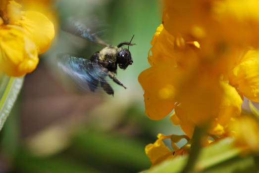 abeja