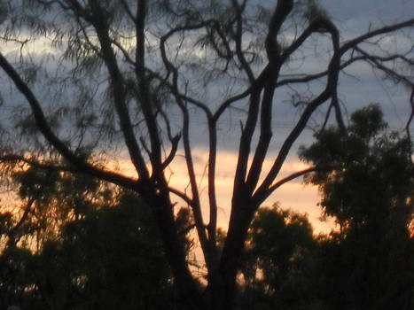 sun set though trees