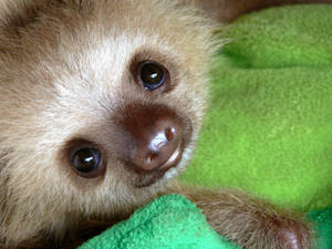 Sloth Baby