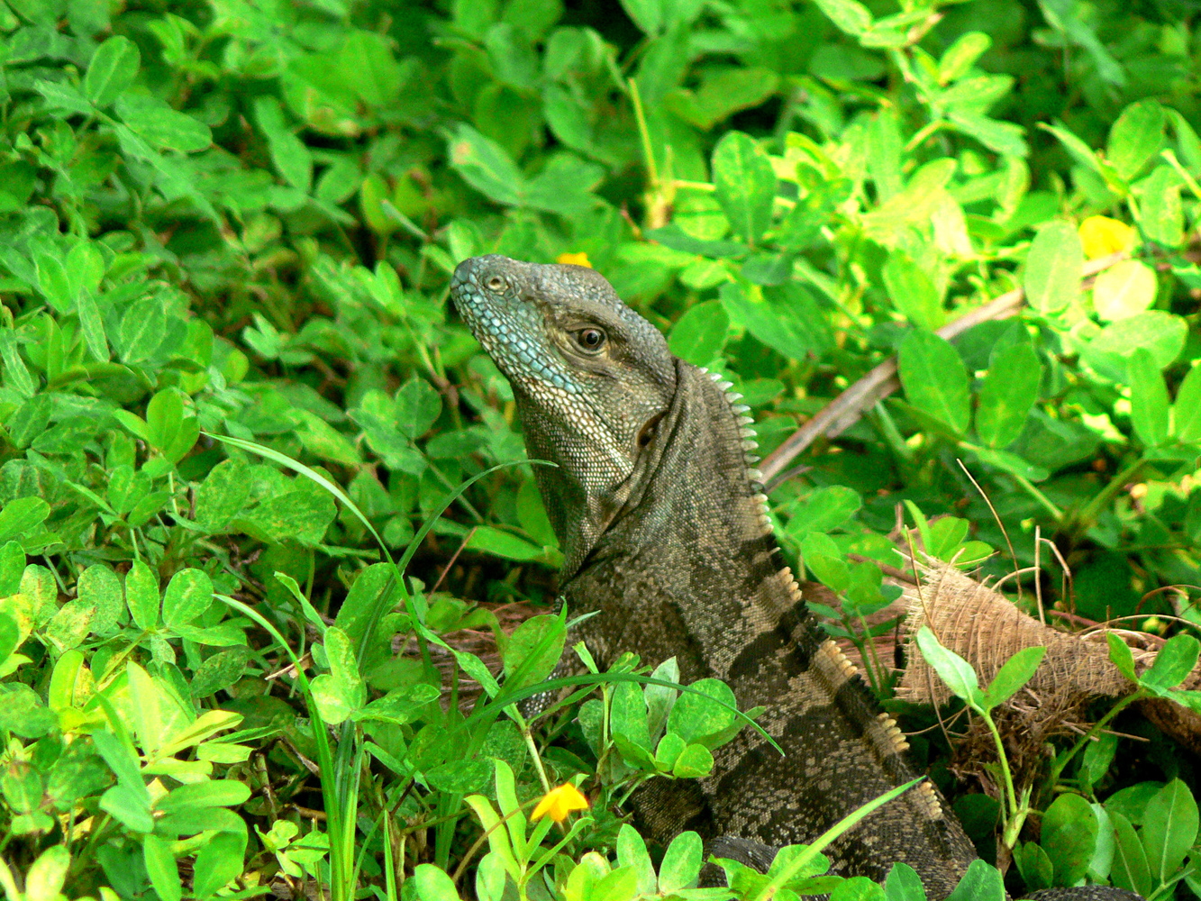 Posing Ctenosaur