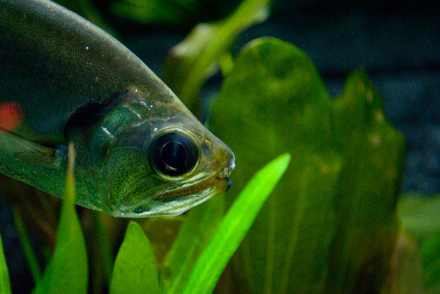 Shanghai aquarium fish