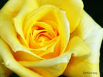 Rose 3 2010 by Martina-WW