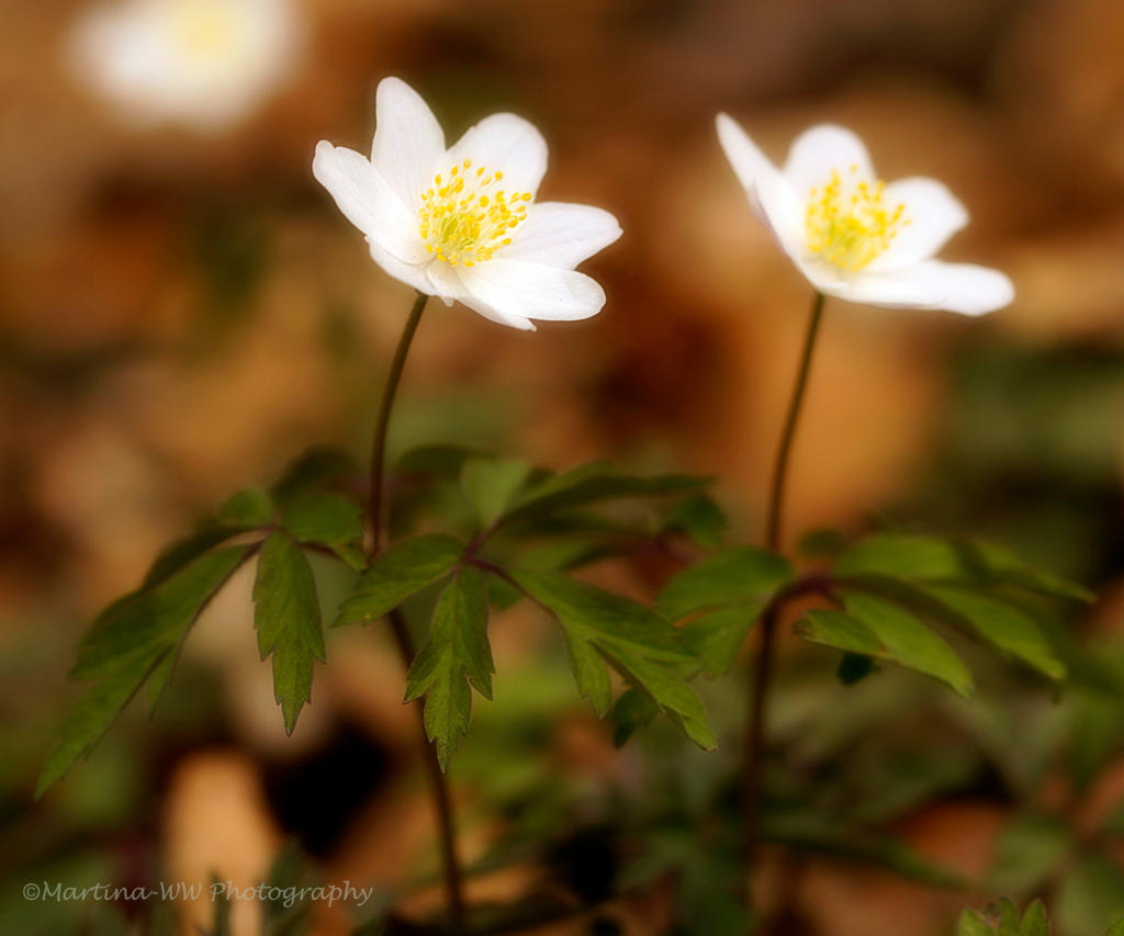 Anemone 2