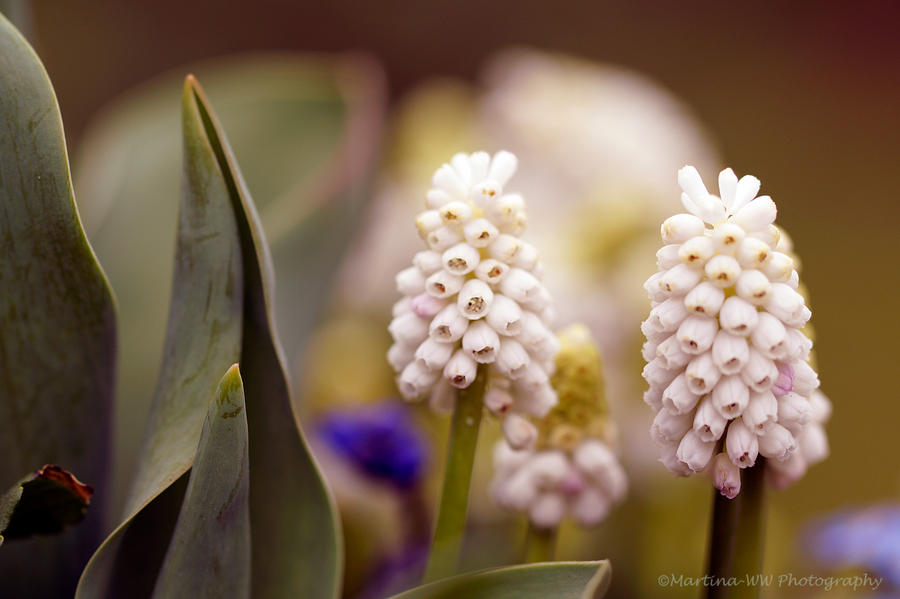 Traubenhyazinthe 2 by Martina-WW Traubenhyazinthe 2 by Martina-WW