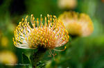 Protea 2 by Martina-WW