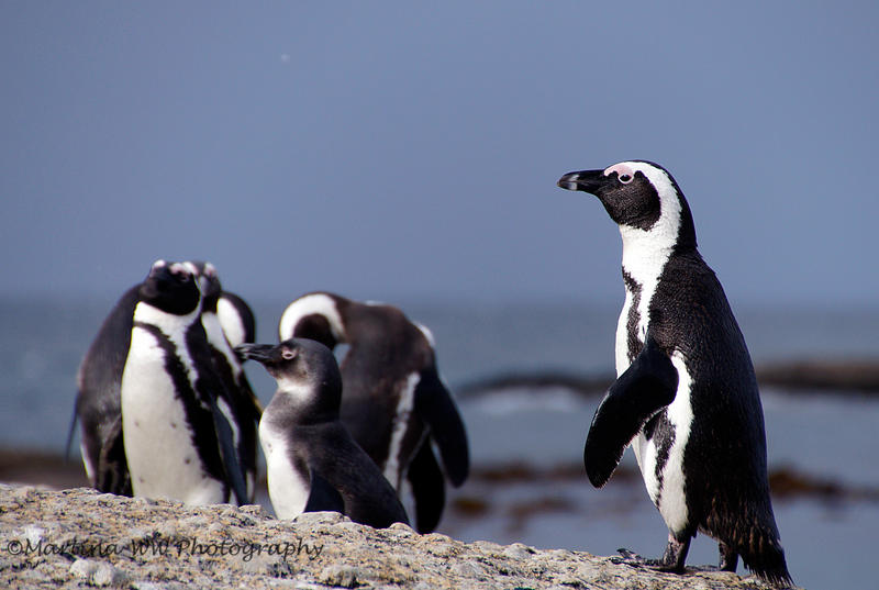 Brillenpinguine