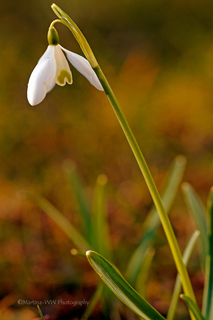 Fruehling 2015 9