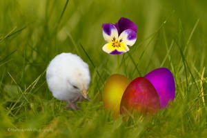 Happy Easter - Frohe Ostern