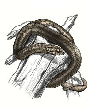 Elaphe dione
