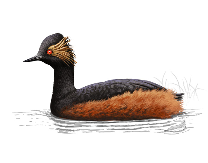 Podiceps nigricollis