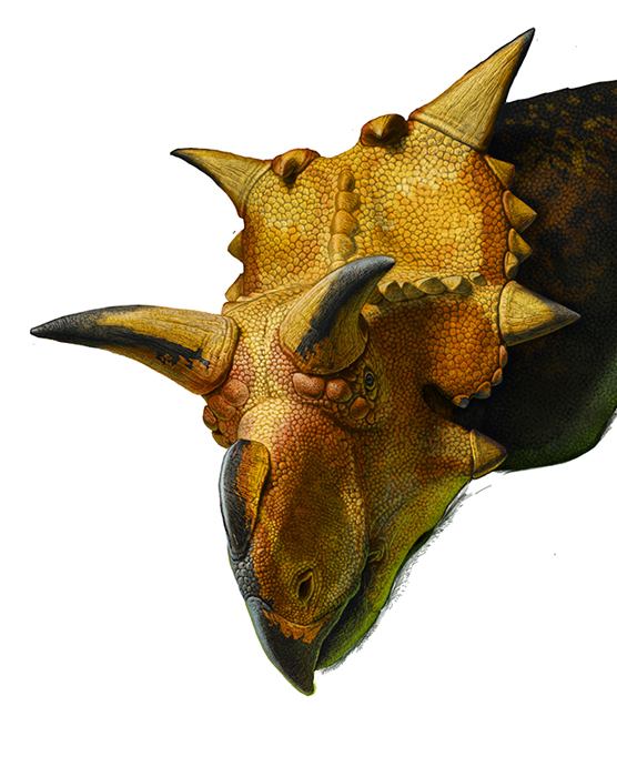 Xenoceratops (WIP, fragment)