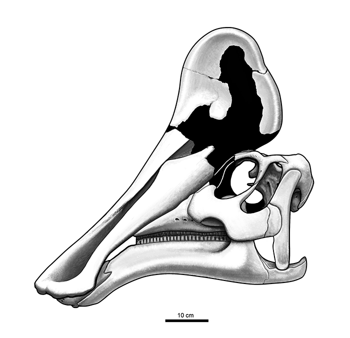 Amurosaurus skull