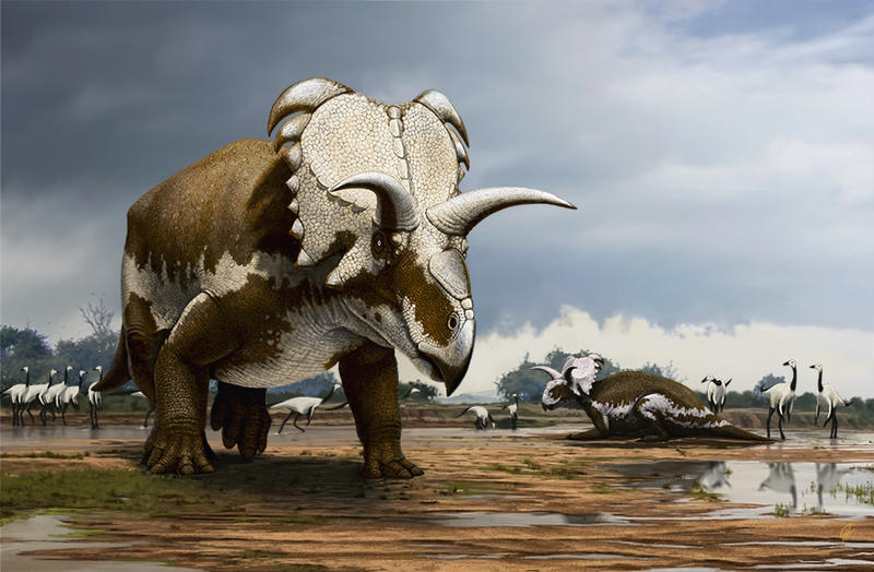 Medusaceratops lokii