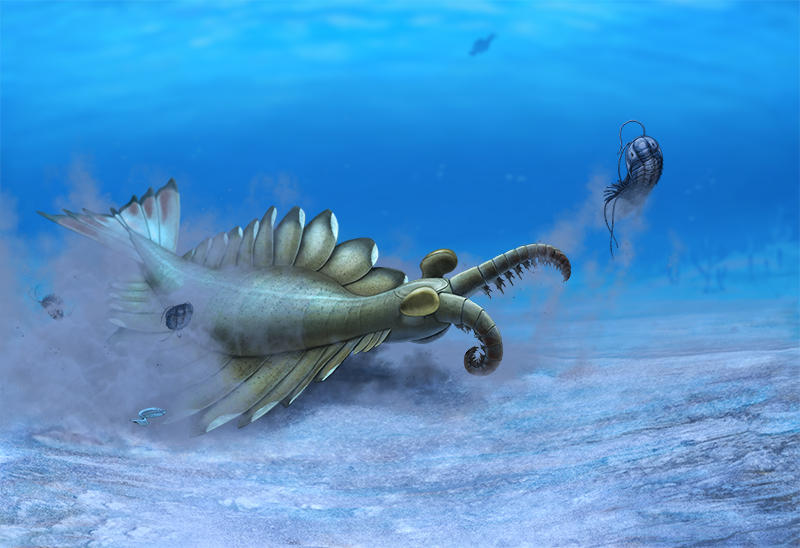 Anomalocaris canadensis by Olorotitan